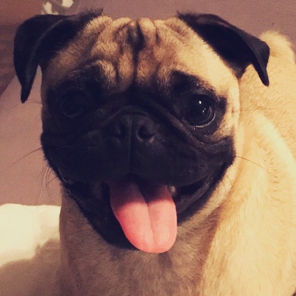 Meet your Posher, Samantha - Picture 1 of 1